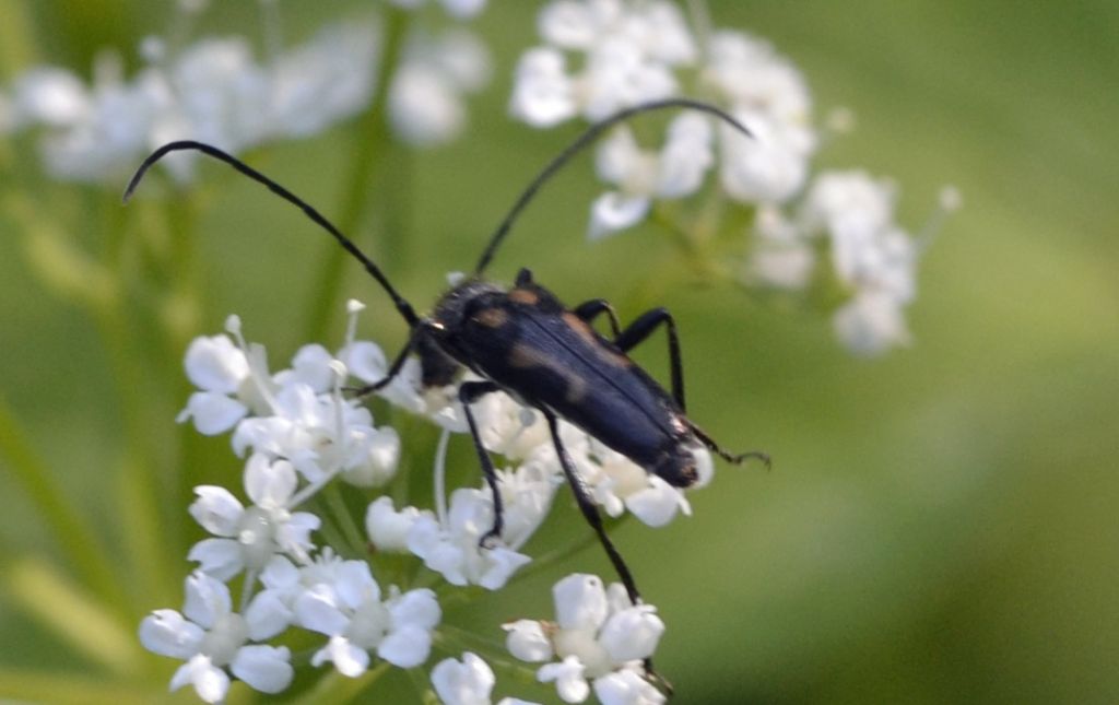 Anoplodera sexguttata, Cerambycidae